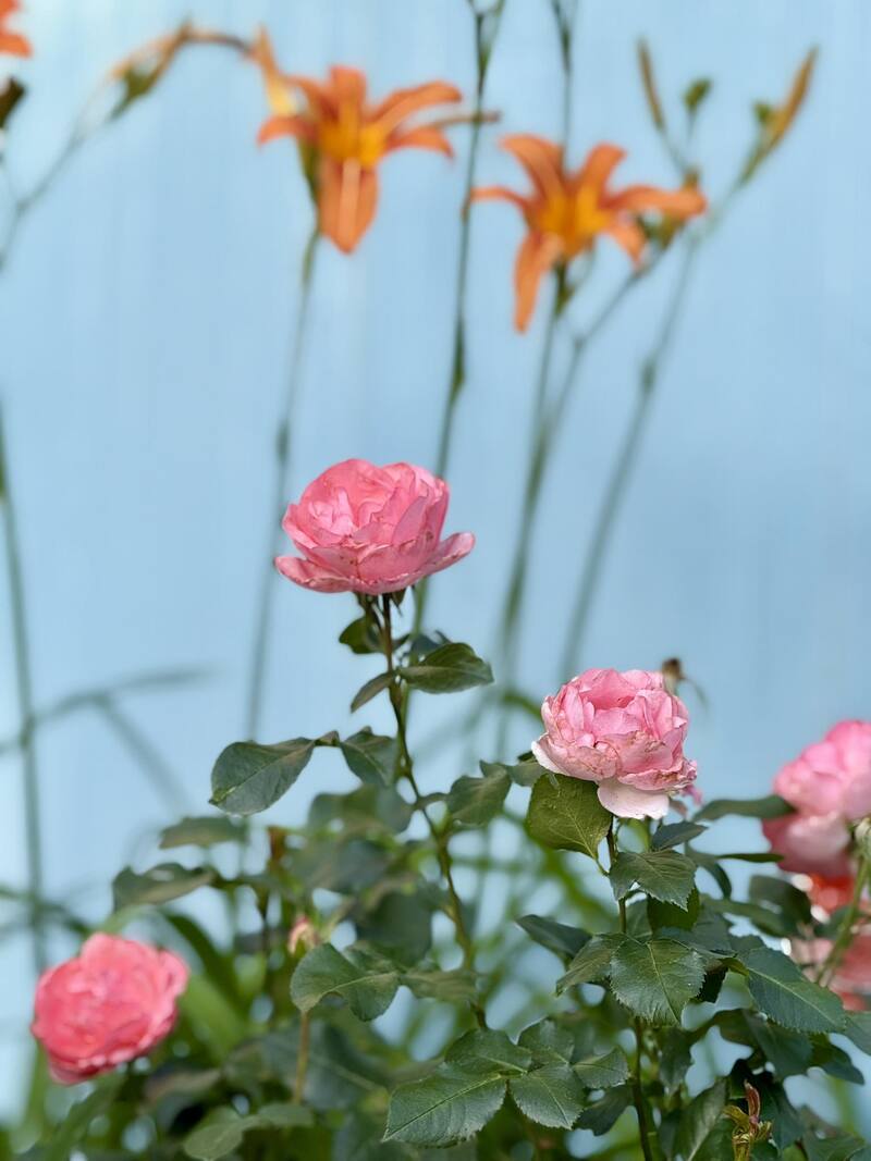 The inviting back garden features flowers and fountains