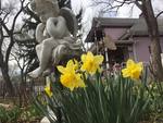 Daffodils are in bloom at Holden House!