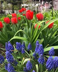 Spring and Summer burst with color in the Holden House gardens