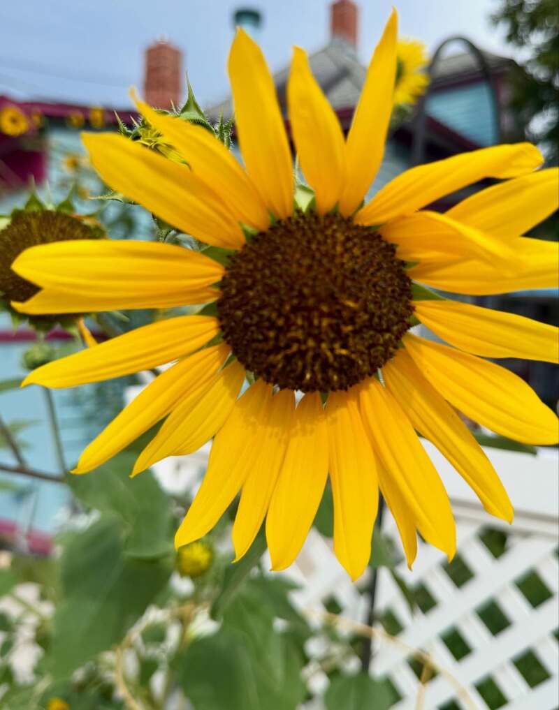 Holden House gardens are springing alive in Colorado Springs 