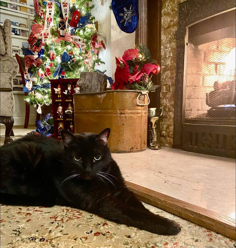 Mingtoy the cat at Holden House enjoying the cozy living room fireplace