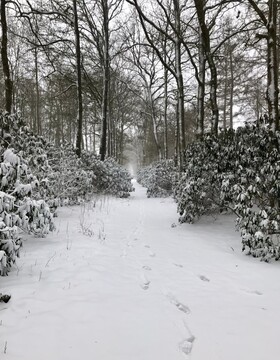 foto: besneeuwd pad in het bos met zichtbare voetsporen.