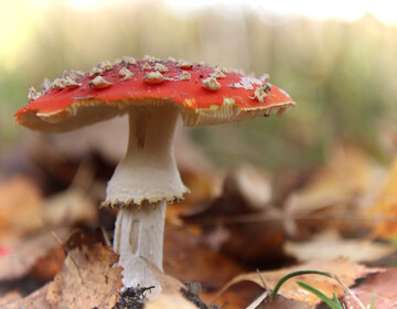 foto:een vliegenzwam in het bos.