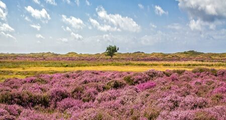 Foto: heidelandschap op Texel