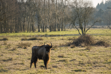 Foto: Wisent bij natuurgebied De Maashorst