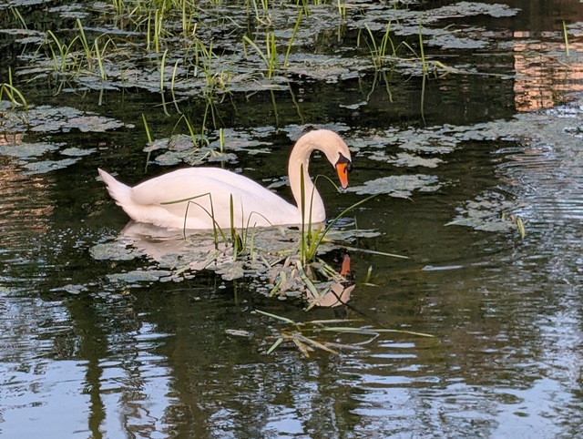 Swan at Real World Studios