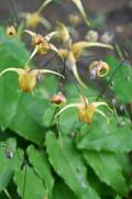 Epimedium Amber Queen detail 1205 1mv klein
