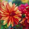 Dahlia_jescot%20julie