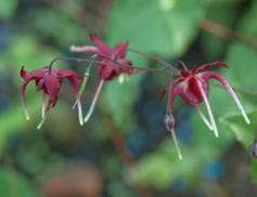 Epimedium Red Maximum bloei detail 1406