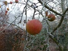 Afbeelding met boom, buiten, fruit, appel
Automatisch gegenereerde beschrijving