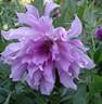 Dahlia_lavender ruffles