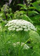 ammi-visnaga
