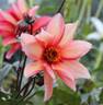 Dahlia-Waltzing Matilde_t 8105
