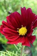 Cosmos bipinnatus Rubenza 1106 3mv