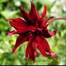 Dahlia_ragged_robin_v2