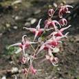 Afbeelding met plant, bloem, grond, orchidee
Automatisch gegenereerde beschrijving