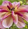 Dahlia-dark_butterfly