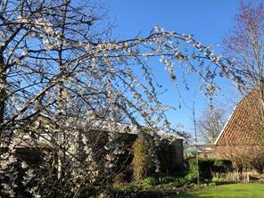 Afbeelding met boom, buiten, lucht, gebouw
Automatisch gegenereerde beschrijving