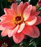 Dahlia Poème 0707 1mv