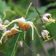 Afbeelding met bloem, plant, gras, vogel
Automatisch gegenereerde beschrijving