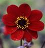 Dahlia_Bishop of Auckland
