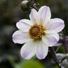 Dahlia_bishop of dover