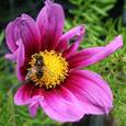 Afbeelding met plant, bloem, buiten, roze
Automatisch gegenereerde beschrijving