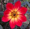 dahlia_happy single flame