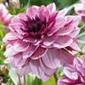 Dahlia-cremedecassis