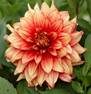 Dahlia-dazzlingmagic