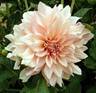 Dahlia-Cafe au Lait