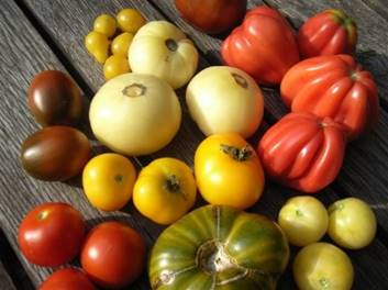 tomaten RIMG0560 klein