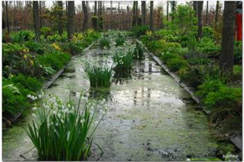 http://www.tuinfleur.nl/index_htm_files/8120.jpg