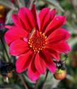 Dahlia Bishop of Canterbury insect 0907