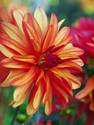 Dahlia_jescot%20julie