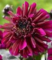 Dahlia_purple haze