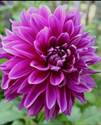 Dahlia Le Baron 1307