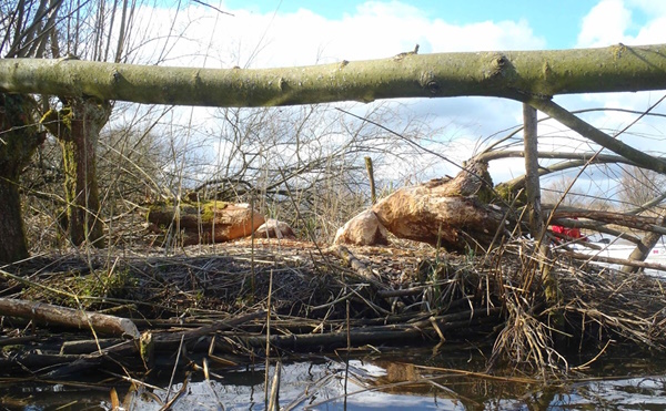 Knotwilgen omgeknaagd door bevers