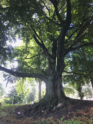 Monumentale Bruine beuk - 14 september 2025