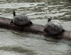 http://www.smak.be/tentoonstellingen_afbeeldingen/Allora_Cal_amphibious%5b1%5d.jpg